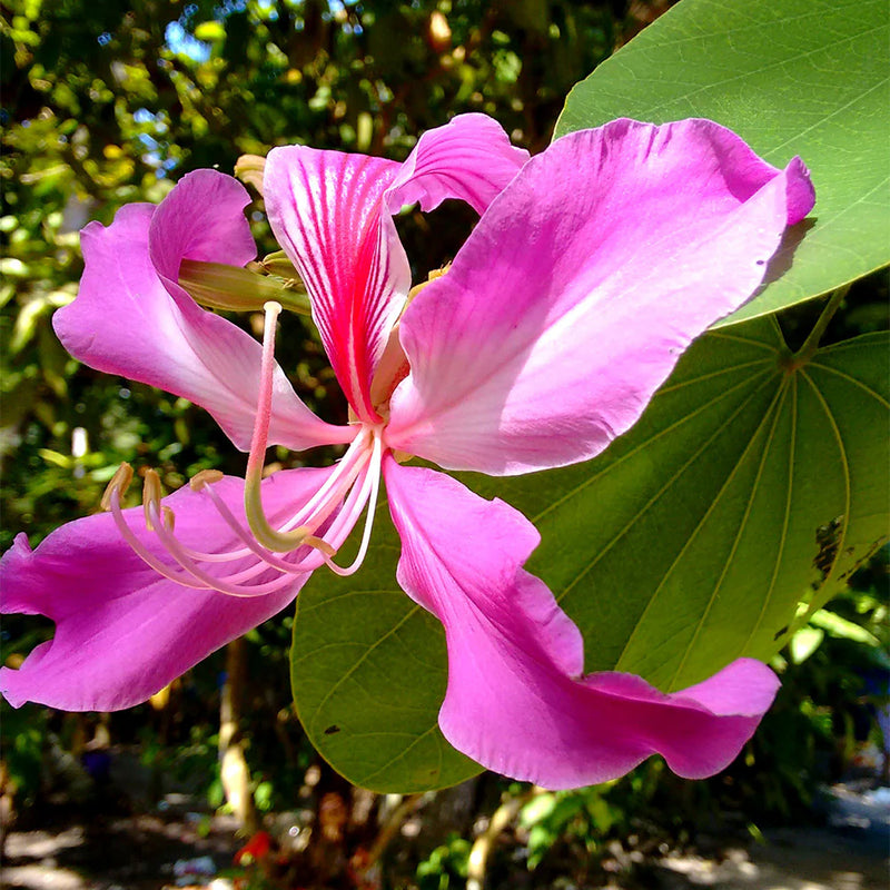 Pink Vietnam Milk Flower seeds for Planting Premium Quality Heirloom & GMO Free Seeds for Home Garden
Sale