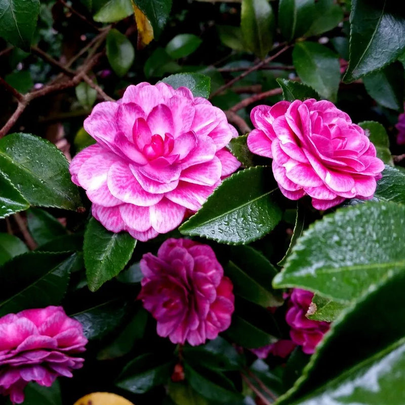 White Purple Camellia Flower seeds for Planting - Fragrant Blossoms, Heirloom & GMO Free Seeds for Home Garden
Sale