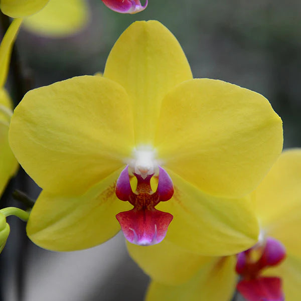 Pink Yellow Phalaenopsis Orchid Seeds Flower seeds for Planting Premium Quality Heirloom & GMO Free Seeds for Home Garden