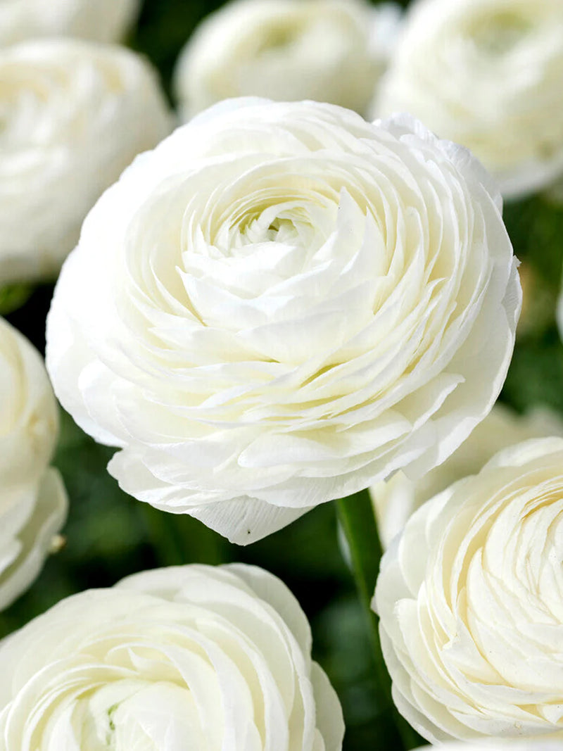 White Ranunculus Flower Seeds for Planting Premium Quality Heirloom & GMO Free Seeds for Home Garden
Sale
