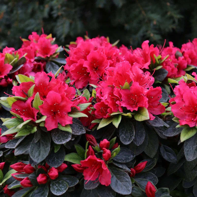 Light Red Azalea Flower seeds for Planting - Cut Flower Favorite, Heirloom & GMO Free Seeds for Home Garden