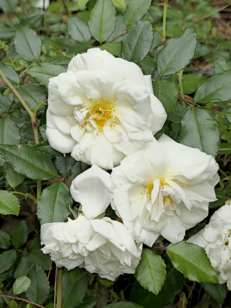 White Climbing Rose Flower Seeds for Planting Cottage Garden Essential Heirloom & GMO Free Seeds for Home Garden
Sale