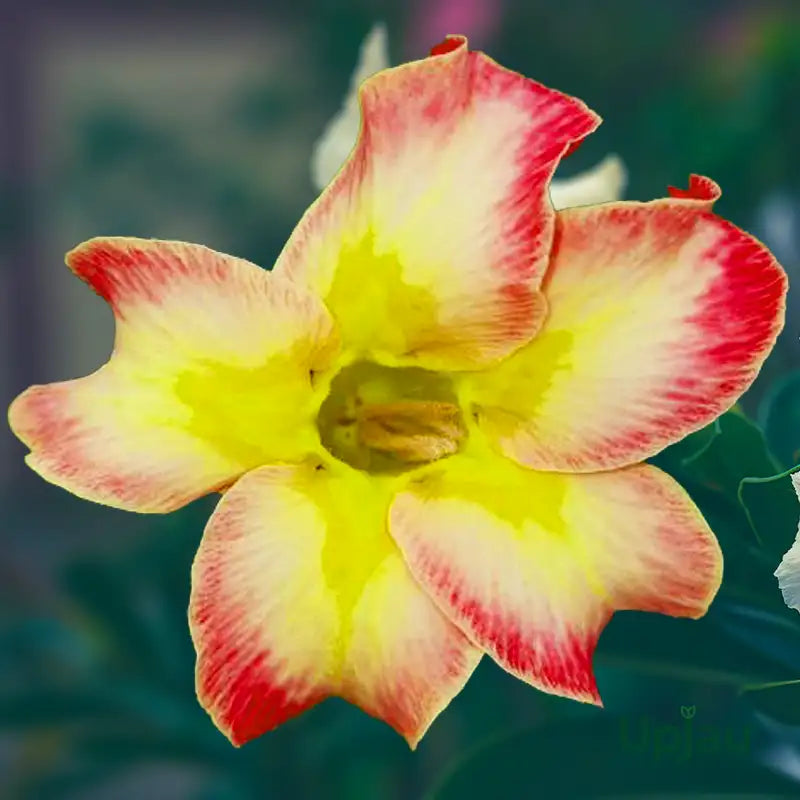 Pink Yellow Adenium Obesum Seeds for Planting Premium Quality Heirloom & GMO Free Seeds for Home Garden
Sale