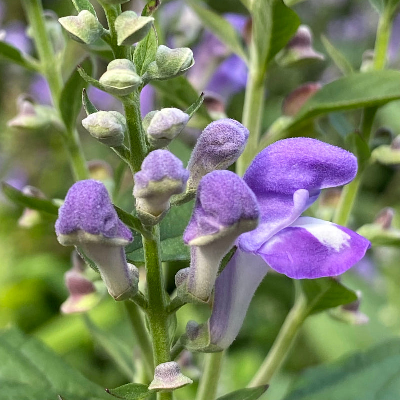 Purple Scutellaria Flower seeds for Planting - Cottage Garden Essential, Heirloom & GMO Free Seeds for Home Garden