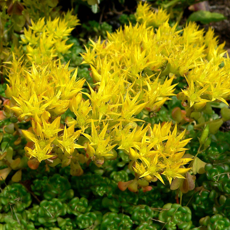 Yellow Sedum Oreganum Flower seeds for Planting - Wildflower Mix, Heirloom & GMO Free Seeds for Home Garden
Sale for planting in home garden