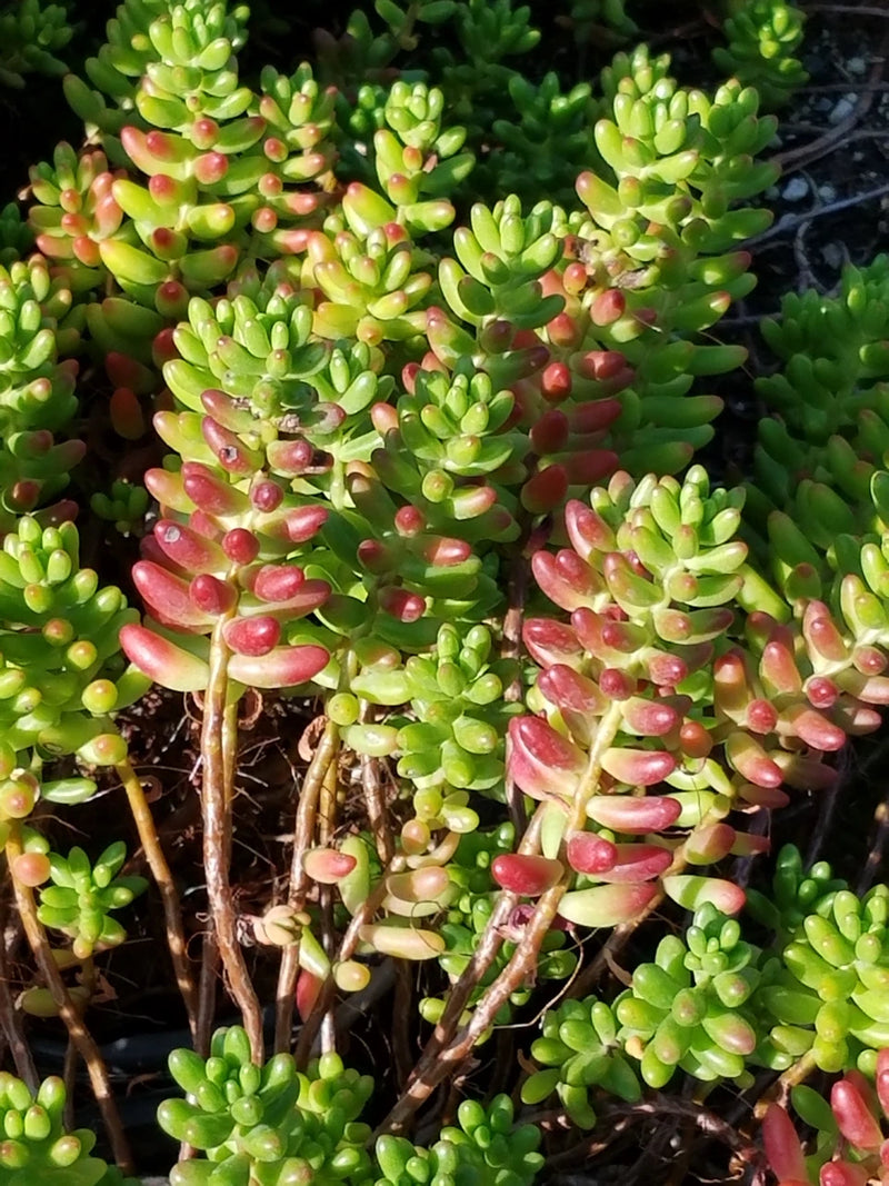 Red Sedum Rubrotinctum Flower seeds for Planting - Vibrant Colors, Heirloom & GMO Free Seeds for Home Garden