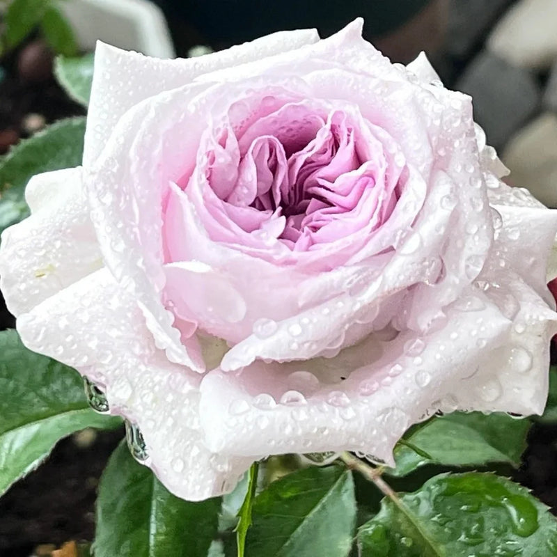 Grey Rose Flower Seeds for Planting Wildflower Mix Heirloom & GMO Free Seeds for Home Garden
Sale