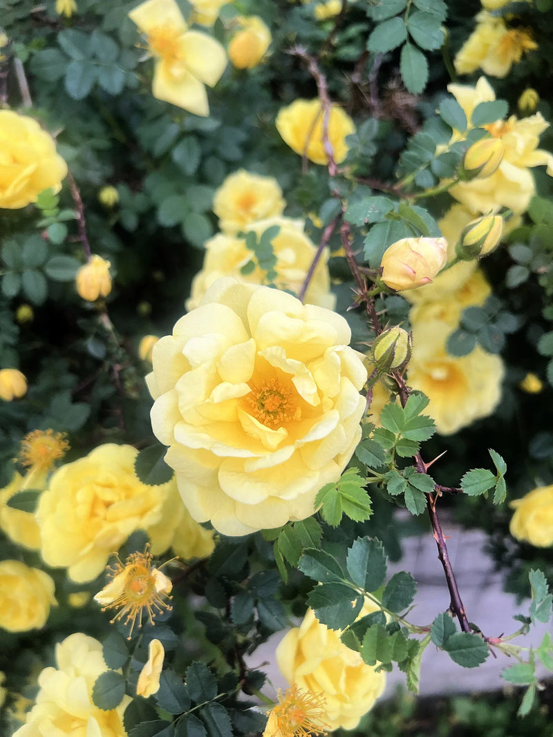 Cream Rosa Xanthina Flower Seeds for Planting Wildflower Mix Heirloom & GMO Free Seeds for Home Garden
Sale