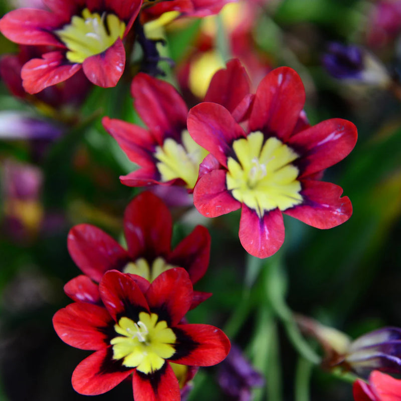 Pink Yellow Sparaxis Flower Seeds for Planting Fragrant Blossoms Heirloom & GMO Free Seeds for Home Garden
Sale