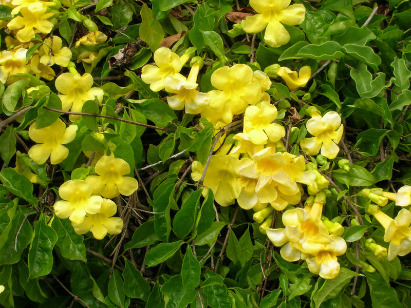Dolichandra Unguis Flower seeds for Planting Seasonal Bloomer Heirloom & GMO Free Seeds for Home Garden