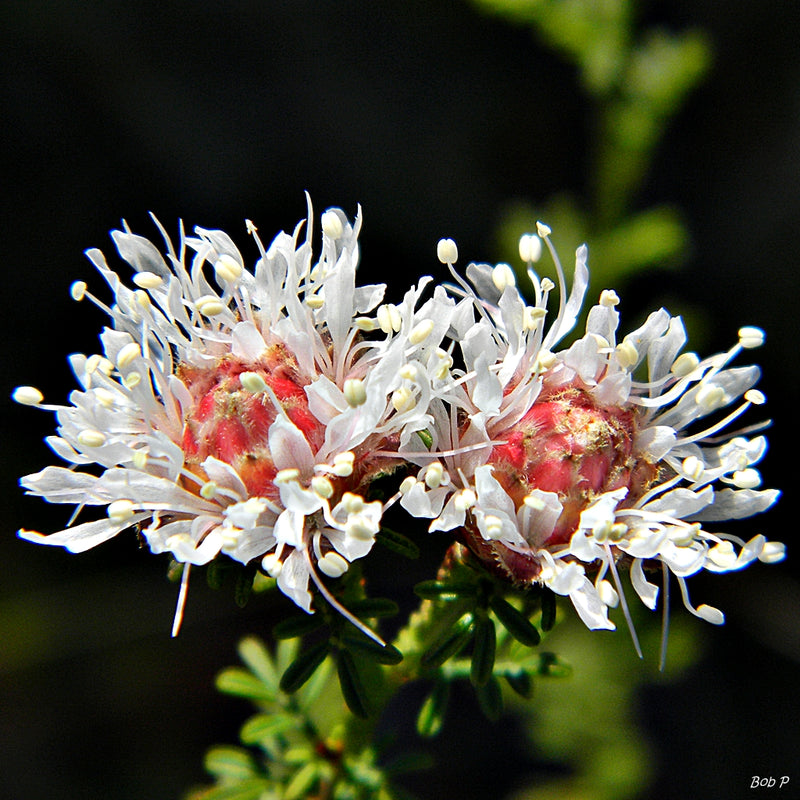 Dalea Pinnata Flower Seeds for Planting Enhance Your Garden with Stunning Blooms