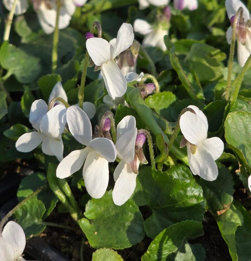 Viola Alba Flower seeds for Planting Wildflower Mix Heirloom & GMO Free Seeds for Home Garden
