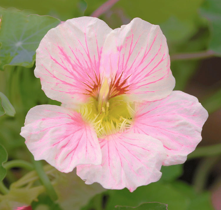 Pale Pink Nasturtium Flower Seeds for Planting Shade Tolerant Heirloom & GMO Free Seeds for Home Garden
Sale