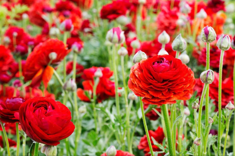 Red Ranunculus Flower Seeds Flower seeds for Planting Sun Loving Heirloom & GMO Free Seeds for Home Garden
Sale for planting in home garden