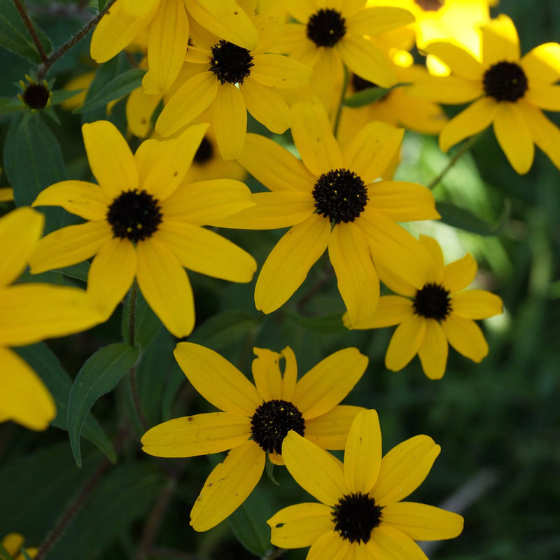 Rudbeckia Triloba Seeds for Planting Vibrant Flower Seeds for Your Garden