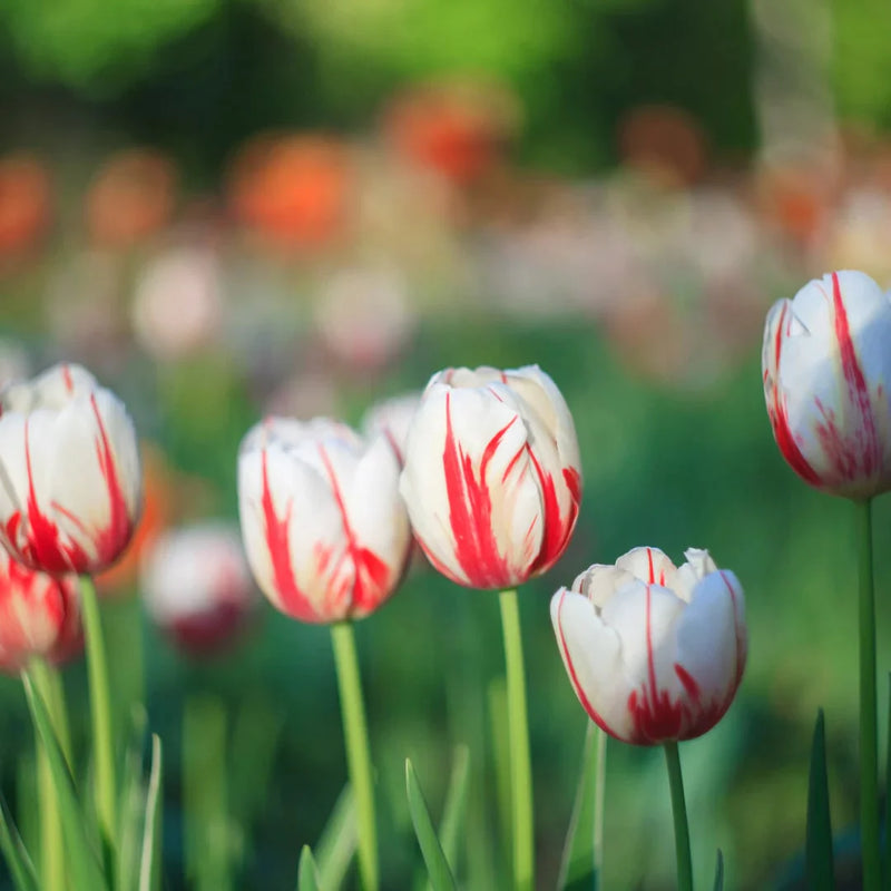 Red White Tulip Flower Seeds Flower seeds for Planting Cut Flower Favorite Heirloom & GMO Free Seeds for Home Garden