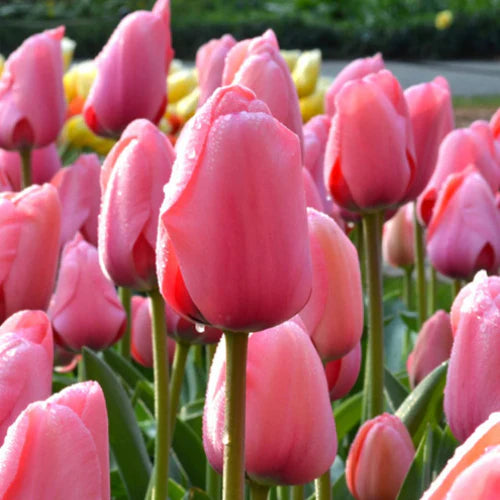 Orange Pink Tulip Flower Seeds for Planting Long Bloom Season Heirloom & GMO Free Seeds for Home Garden
Sale