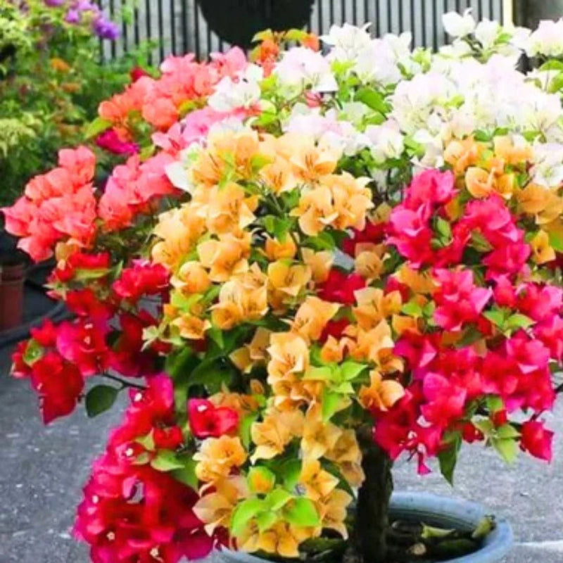Mixed Color Bougainvillea Flower seeds for Planting Colorful Display Heirloom & GMO Free Seeds for Home Garden
Sale