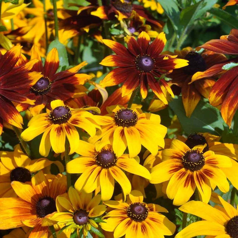 Yellow Rudbeckia Flower seeds for Planting - Cottage Garden Essential, Heirloom & GMO Free Seeds for Home Garden