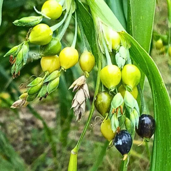 Job's Tears Grain Flower seeds for Planting - Perfect for Borders, Heirloom & GMO Free Seeds for Home Garden