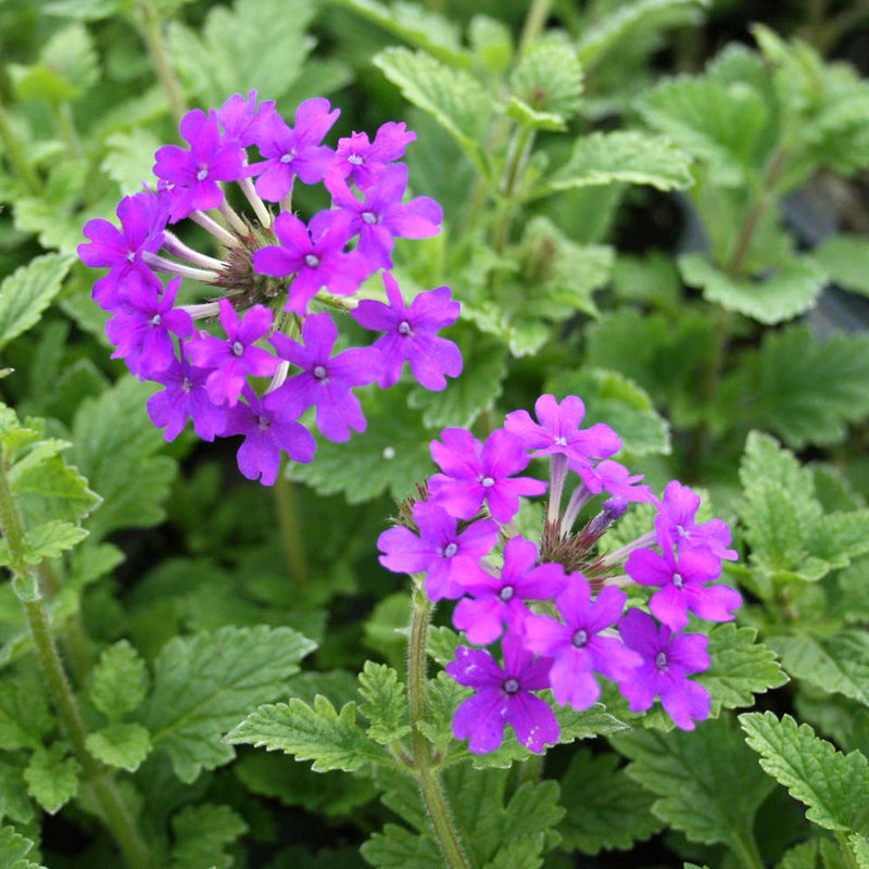 Purple Moss Verbena Flower seeds for Planting - Pollinator Friendly, Heirloom & GMO Free Seeds for Home Garden
Sale for planting in home garden