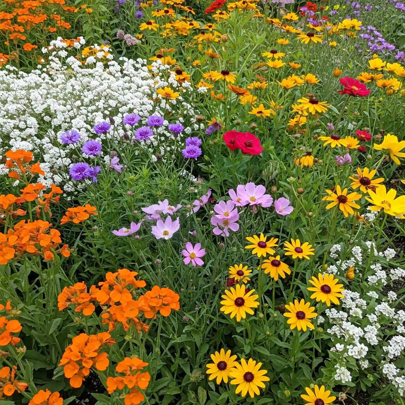 Florida & Gulf Coast Wildflower Mix Seeds for Beautiful Garden and Wildlife Habitat