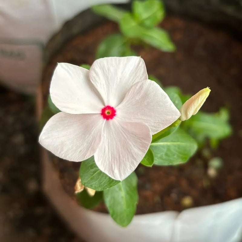 White Vinca Flower Seeds for Planting Ideal for Lush Gardens and Vibrant Landscapes