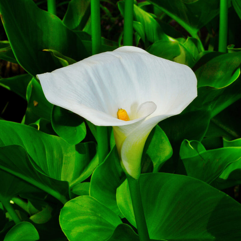 Zantedeschia Aethiopica Flower Seeds White for Planting - Seed for Stunning and Elegant Blooms in Your Garden