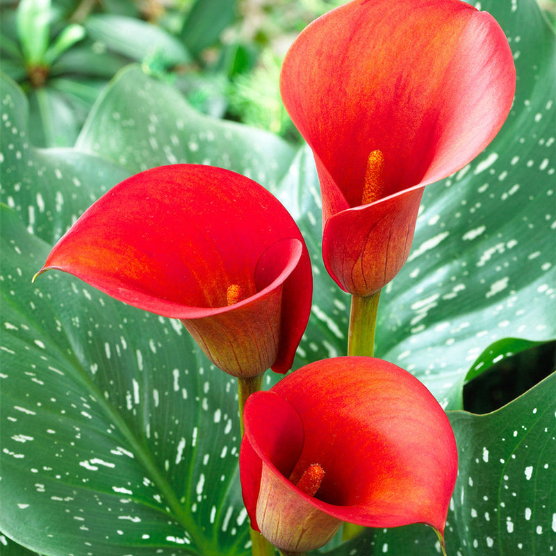 Heirloom (Heirloom Zantedeschia) seeds for planting in home garden