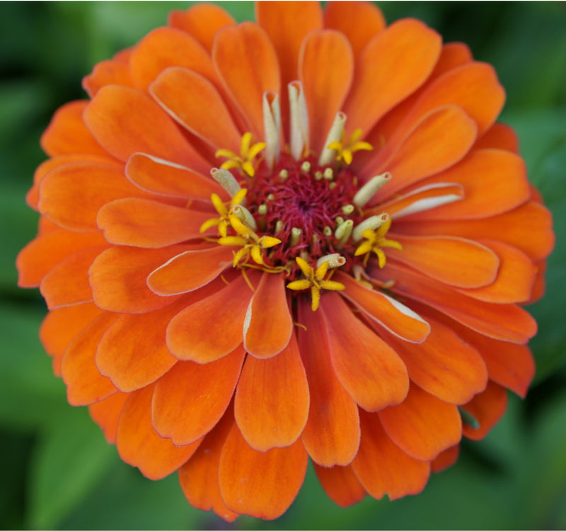 Orange Zinnia Seeds Garden Essentials for Colorful Blooms