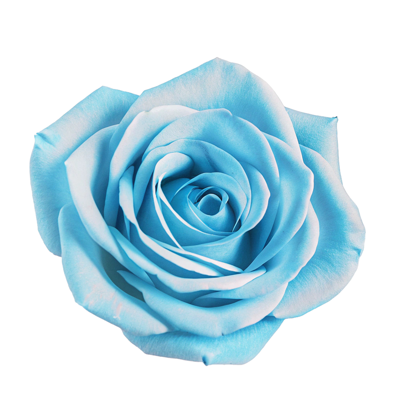 Light Blue Rose Flower Seeds Hardy Variety Heirloom & GMO Free Seeds for Home Garden
Sale