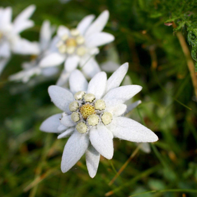 White Edelweiss Alpine Flower seeds for Planting Seasonal Bloomer Heirloom & GMO Free Seeds for Home Garden
Sale