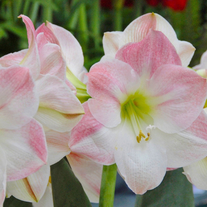 Light Pink Hippeastrum Flower seeds for Planting - Bright Blooms, Heirloom & GMO Free Seeds for Home Garden
Sale for planting in home garden
