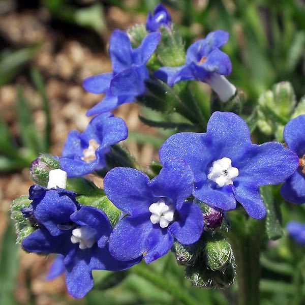 Blue Anchusa Flower seeds for Planting Perfect for Borders Heirloom & GMO Free Seeds for Home Garden
Sale