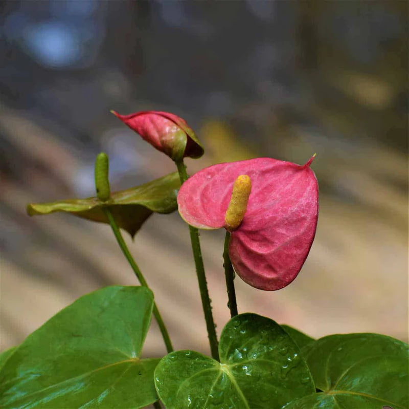 Pink Andraeanu Flower Seeds for Planting Vibrant Blooms for Your Garden