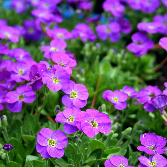 Aubretia Flower seeds for Planting Premium Quality Heirloom & GMO Free Seeds for Home Garden
Sale seeds for home garden planting
