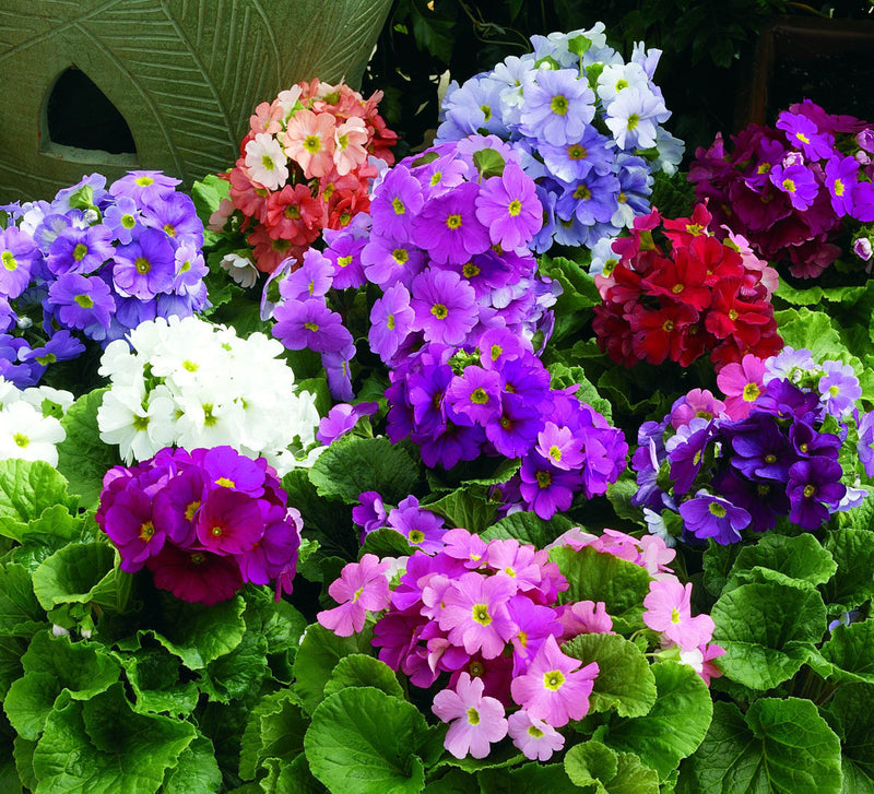 Mixed Primrose OR Primula Obconica Flower Seeds Violet Flower seeds for Planting - Long Bloom Season, Heirloom & GMO Free Seeds for Home Garden
Sale seeds for home garden
