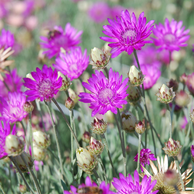 Lavender Xeranthemum Seeds for Planting - Annual Flower Seeds for Vibrant Blooms