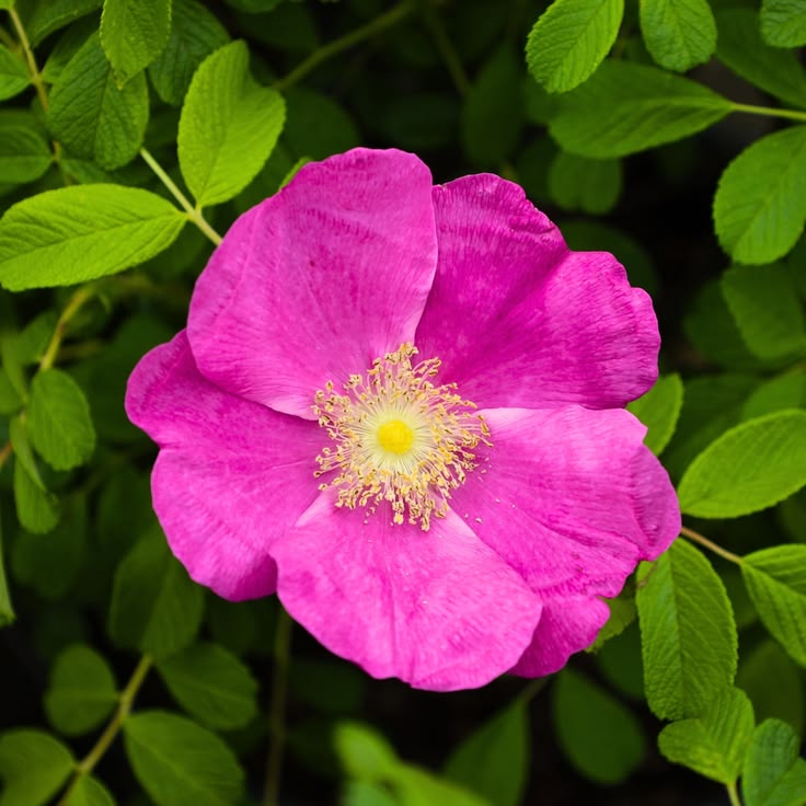 Pink Rugosa Flower seeds for Planting Bright Blooms Heirloom & GMO Free Seeds for Home Garden
Sale