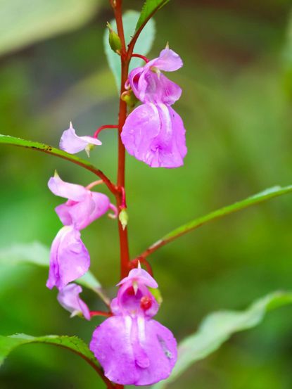 Baby Pink Balsam Flower Seeds for Planting