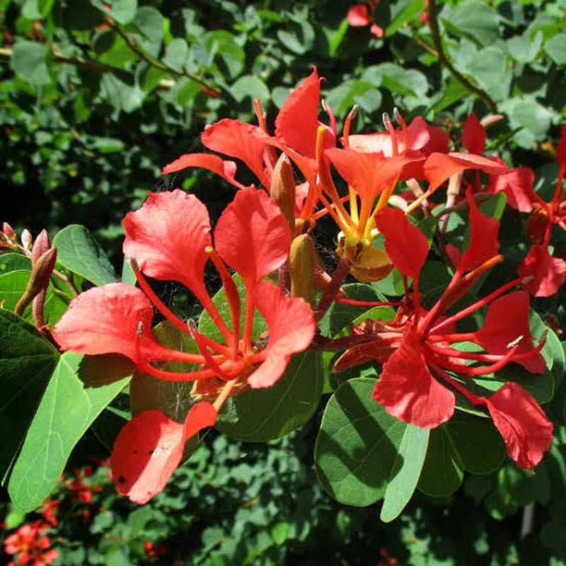 Bauhinia Galpinii Red Orchid Seeds for Planting