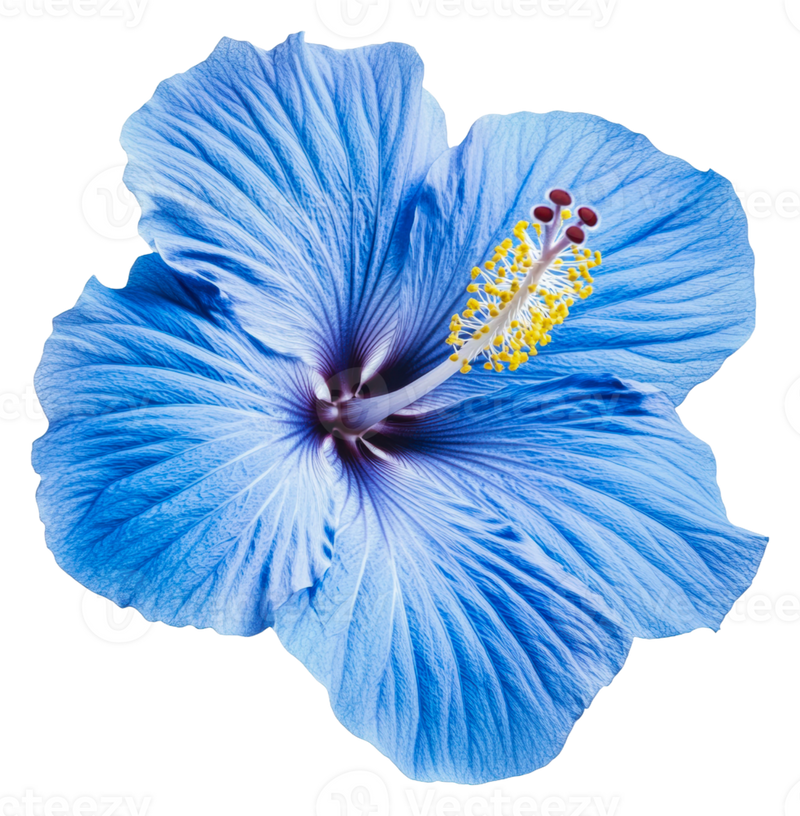 Blue Hibiscus Flower seeds for Planting Bright Blossoms Heirloom & GMO Free Seeds For Home Garden
Sale