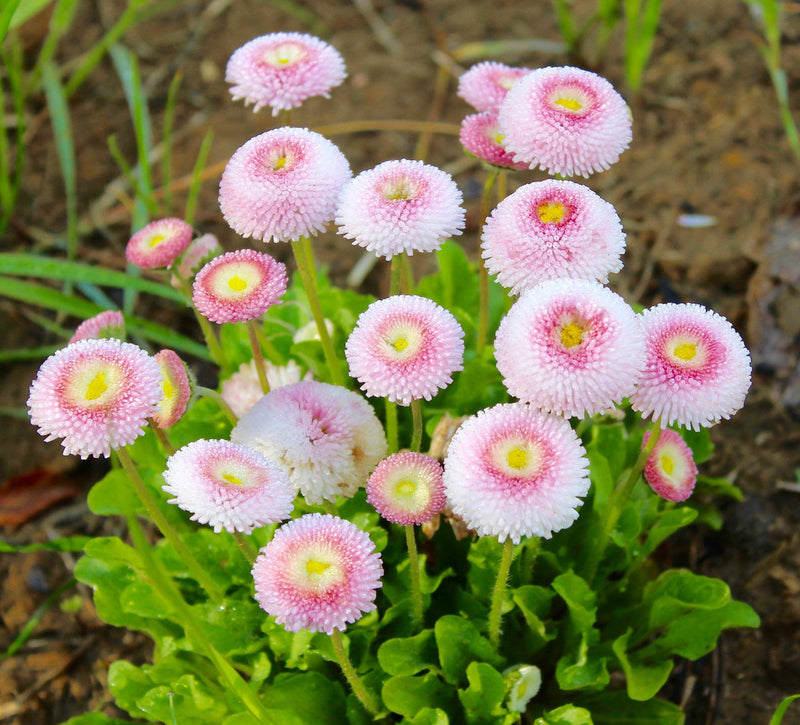 Pink White Bellis Flower seeds for Planting Wildflower Mix Heirloom & GMO Free Seeds for Home Garden
Sale seeds for home garden planting