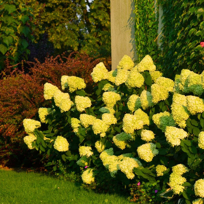 Thick Yellow Hydrangea Flower seeds for Planting Premium Quality Heirloom & GMO Free Seeds for Home Garden
Sale
