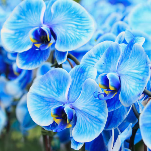 Sky Blue Butterfly Orchid Flower seeds for Planting Sun Loving Heirloom & GMO Free Seeds for Home Garden
Sale