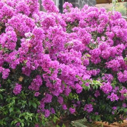 Light Violet Bougainvillea Flower Seeds for Planting Fragrant Blossoms Heirloom & GMO Free Seeds for Home Garden
Sale