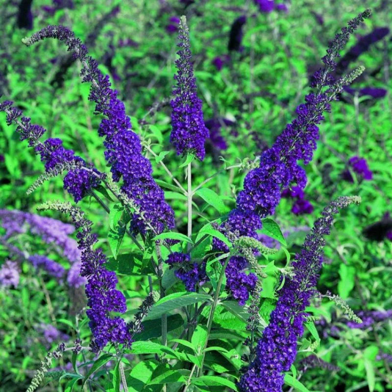 Blue Buddleia Flower Seeds for Planting Seasonal Bloomer Heirloom & GMO Free Seeds for Home Garden
Sale