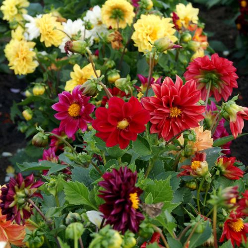 Mixed Color Neriifolia Flower Seeds for Planting Colorful Display Heirloom & GMO Free Seeds for Home Garden
Sale