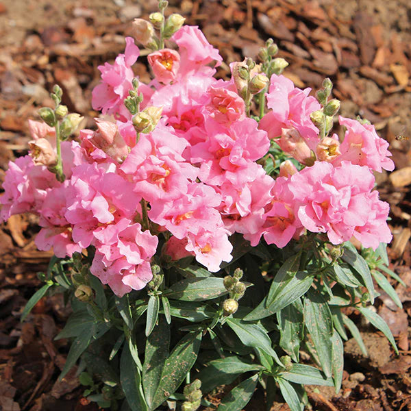 Pink Antirrhinum Flower Seeds for Planting Bright Blooms Heirloom & GMO Free Seeds for Home Garden
Sale
