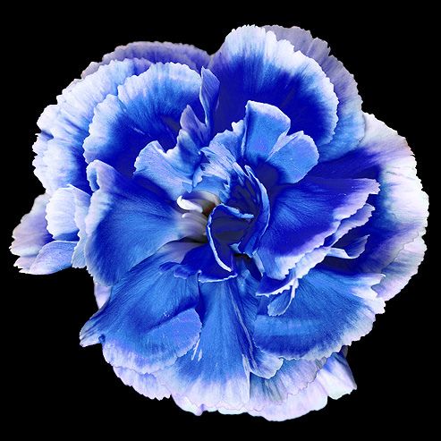 Deep Blue Carnation Flower seeds for Planting Cottage Garden Essential Heirloom & GMO Free Seeds for Home Garden
Sale